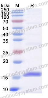 Recombinant HCoV-OC43 M/Membrane protein Protein, N-His