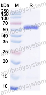 Recombinant HSV-1/HHV-1 TRX1/UL38 Protein, N-His-KSI