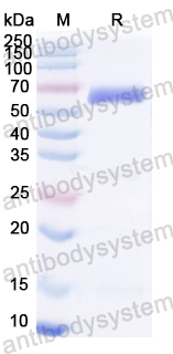 Recombinant HSV-1/HHV-1 TRX2/UL18 Protein, N-GST & C-His