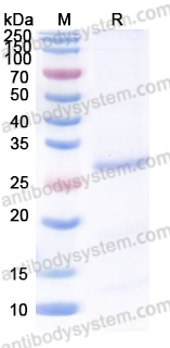 Recombinant PDCoV S1/Spike glycoprotein 1 (NTD) Protein, N-His