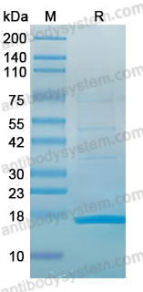 Recombinant PDCoV S1/Spike glycoprotein 1 (CTD) Protein, N-His