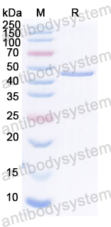 Recombinant FCoV NP/Nucleoprotein Protein, N-His