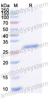 Recombinant EV68 VP3/P1C Protein, N-His
