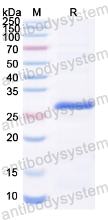 Recombinant EV68 VP2/P1B Protein, N-His