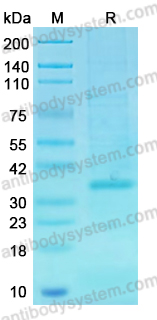Recombinant PDCoV Nsp5/Mpro/3CL Protein, N-His