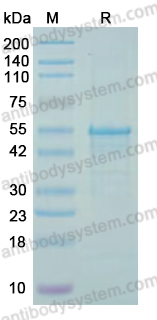 Recombinant PDCoV NSP3/PL-PRO Protein, N-His