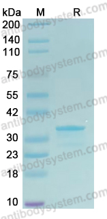 Recombinant PDCoV NSP7 Protein, N-GST & C-His