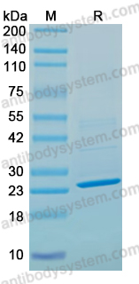 Recombinant PDCoV NSP8 Protein, N-His