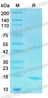 Recombinant PDCoV NSP10/GFL Protein, N-His