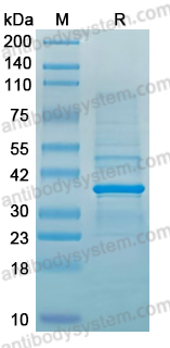 Recombinant PDCoV NSP13 Protein, N-His