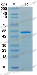 SDS-PAGE for Recombinant YFV Envelope protein/E Protein, N-His ?>