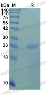 Recombinant HTLV1 Capsid protein p24/p24 Protein, N-His