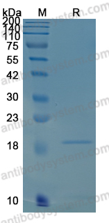 Recombinant HTLV-1 Glycoprotein 46/gp46 Protein, N-His