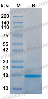 Recombinant HTLV-1 Glycoprotein 46/gp46 Protein, N-His