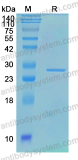Recombinant ASFV H240R Protein, C-His