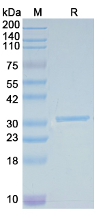Recombinant Escherichia phage lambda bet Protein, N-His