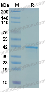 Recombinant VEEV Spike glycoprotein E2 Protein, N-His