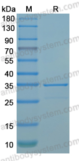 Recombinant MPXV/MPOX M5R Protein, N-GST & C-His