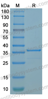 Recombinant MPXV/MPOX A21L Protein, N-GST & C-His