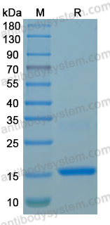 Recombinant MPXV/MPOX L5L Protein, C-His