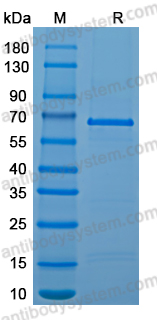Recombinant MPXV/MPOX A28L Protein, N-GST & C-His