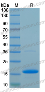 Recombinant MPXV/MPOX H2R Protein, N-His