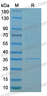 Recombinant MPXV/MPOX I2L Protein, N-GST & C-His