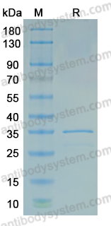 Recombinant MPXV/MPOX I5L Protein, N-GST & C-His