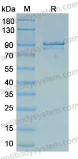 Recombinant MPXV/MPOX E13L Protein, N-GST & C-His