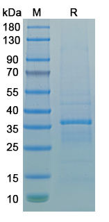 Recombinant MPXV/MPOX A10L Protein, N-GST & C-His
