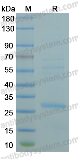 Recombinant MPXV/MPOX A15.5L Protein, N-GST & C-His
