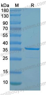 Recombinant MPXV/MPOX G2L Protein, N-GST & C-His