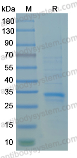 Recombinant MPXV/MPOX F2L Protein, N-His