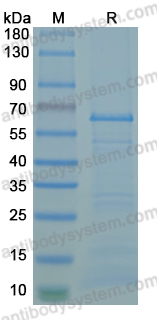 Recombinant MPXV/MPOX C2L Protein, N-GST & C-His