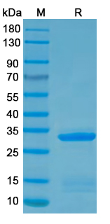 Recombinant MPXV/MPOX A38R Protein, N-His
