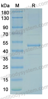 Recombinant MPXV/MPOX G9R Protein, N-GST & C-His