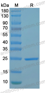 Recombinant MPXV/MPOX A13L Protein, C-His