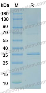 Recombinant MPXV/MPOX C20.5L Protein, N-GST & C-His