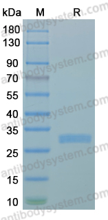 Recombinant MPXV/MPOX A2L Protein, N-His