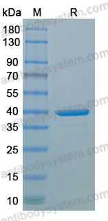 Recombinant MPXV/MPOX A11L Protein, N-His