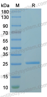 Recombinant MPXV/MPOX A41L Protein, C-His
