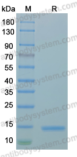 Recombinant MPXV/MPOX C23R Protein, N-His
