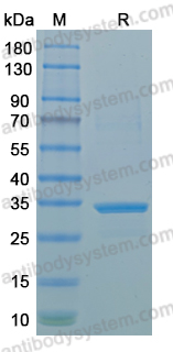 Recombinant MPXV/MPOX F9R Protein, N-GST & C-His