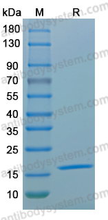 Recombinant MPXV/MPOX F10L Protein, N-His