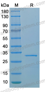 Recombinant MPXV/MPOX G8L Protein, N-His