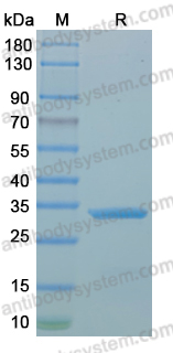 Recombinant MPXV/MPOX M4R Protein, N-His
