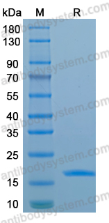 Recombinant MPXV/MPOX E2L Protein, N-His