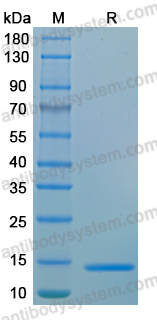 Recombinant MPXV/MPOX A40L Protein, N-His