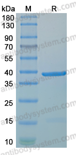 Recombinant MPXV/MPOX H5R Protein, N-His
