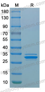 Recombinant MPXV/MPOX C14L Protein, N-GST & C-His